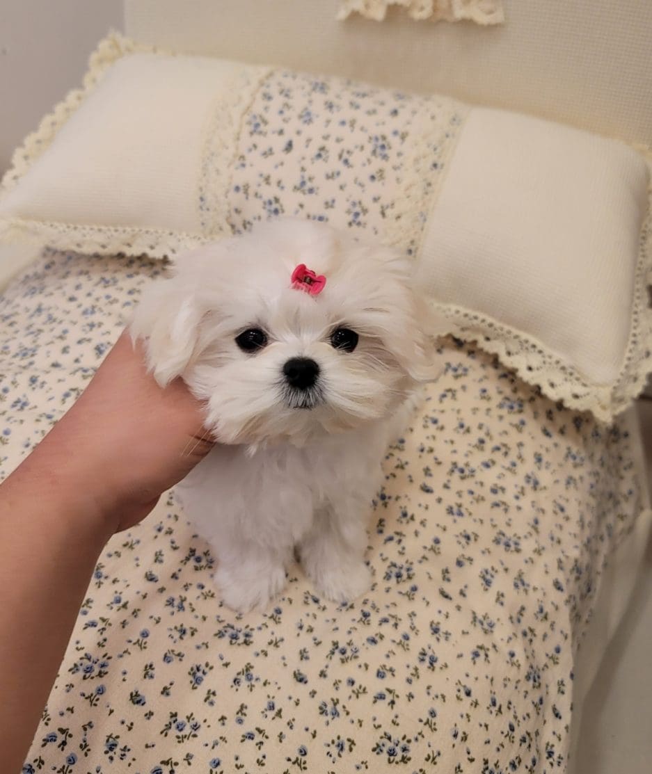 Maltese puppy for sale, dog for sale at Tagnimal