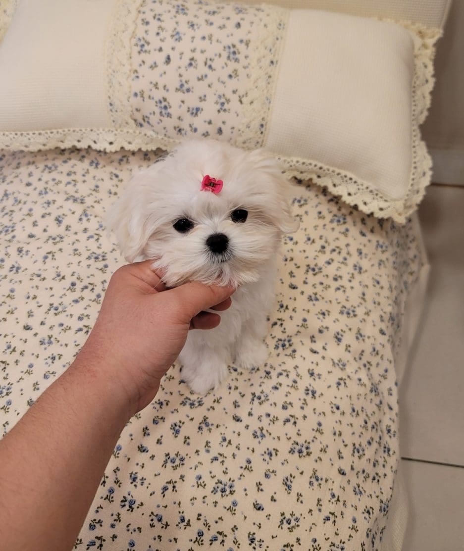 Maltese puppy for sale, dog for sale at Tagnimal