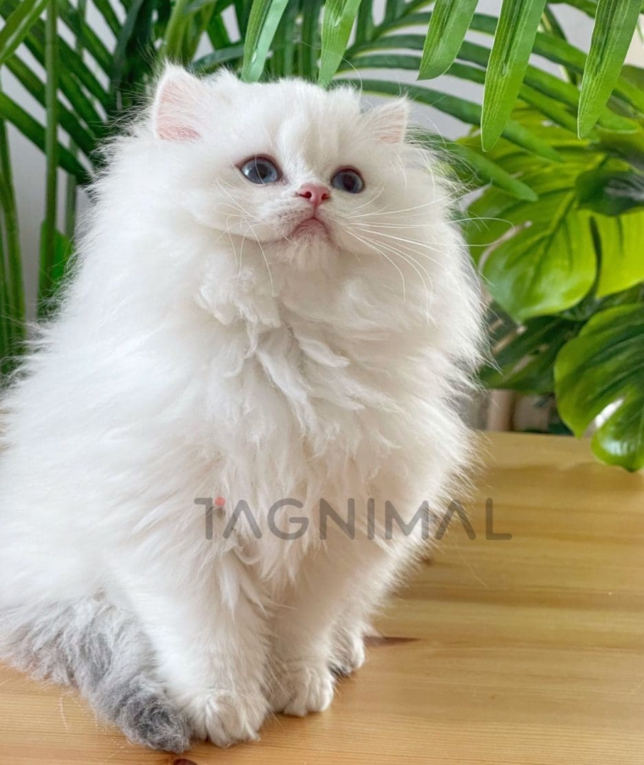 British longhair kitten for sale, cat for sale at Tagnimal