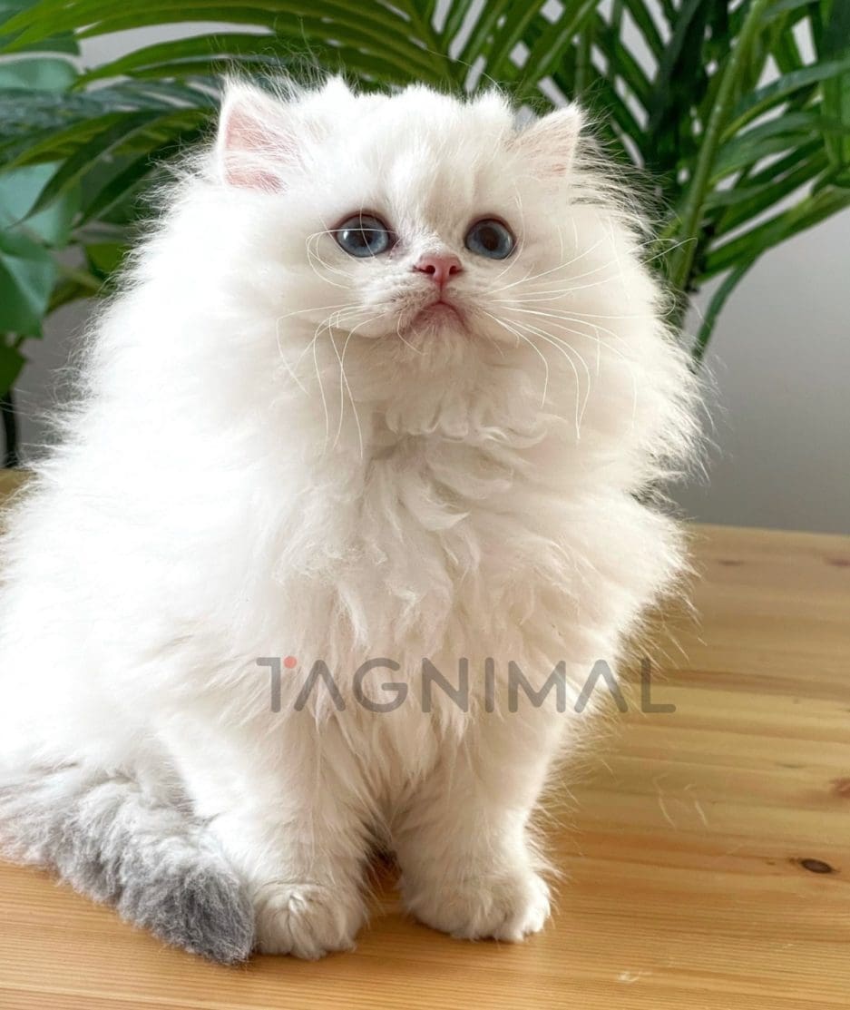 British longhair kitten for sale, cat for sale at Tagnimal