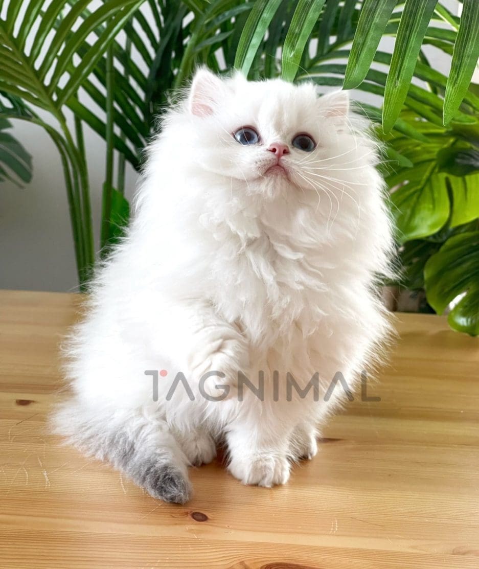 British longhair kitten for sale, cat for sale at Tagnimal