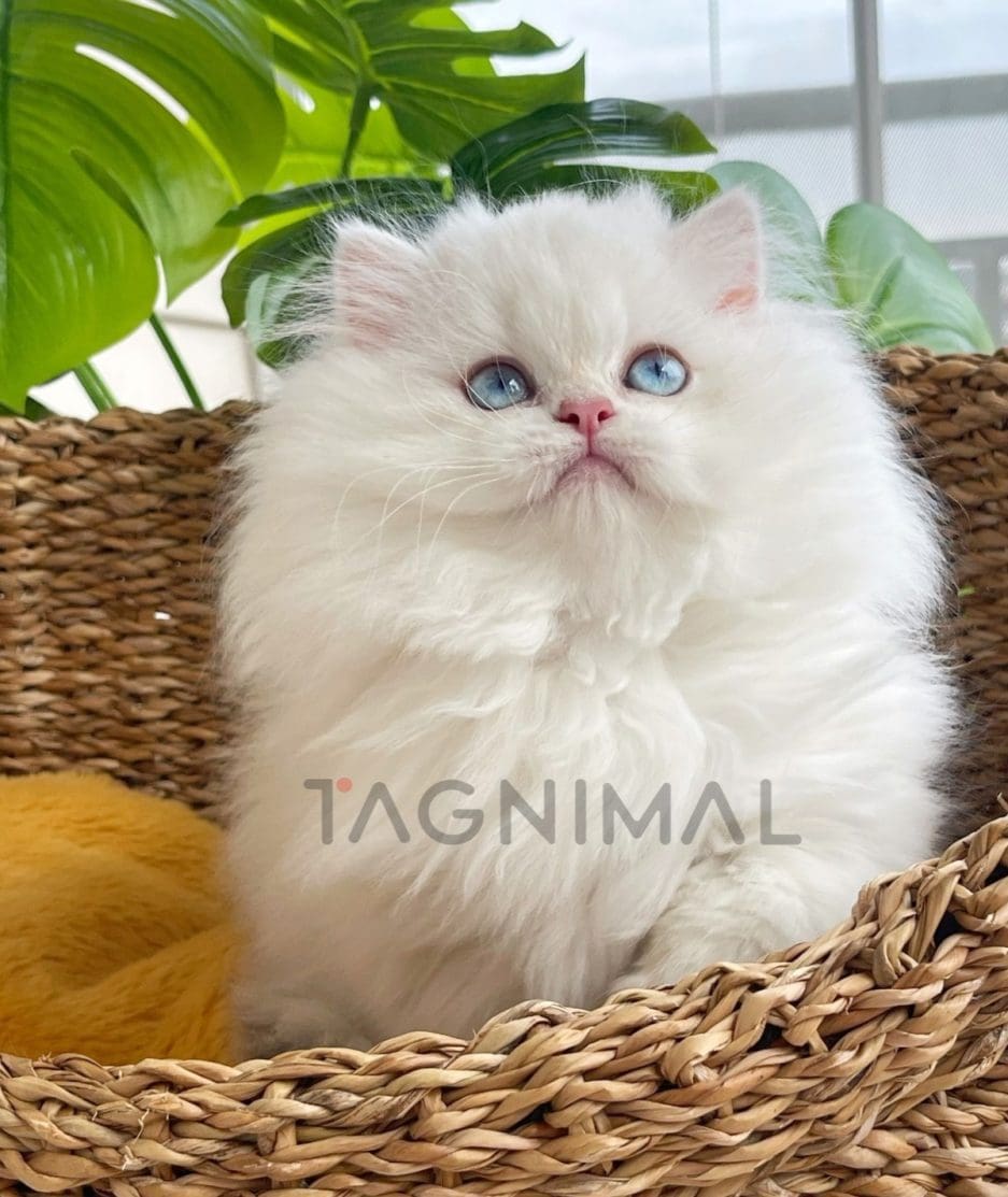 British longhair kitten for sale, cat for sale at Tagnimal