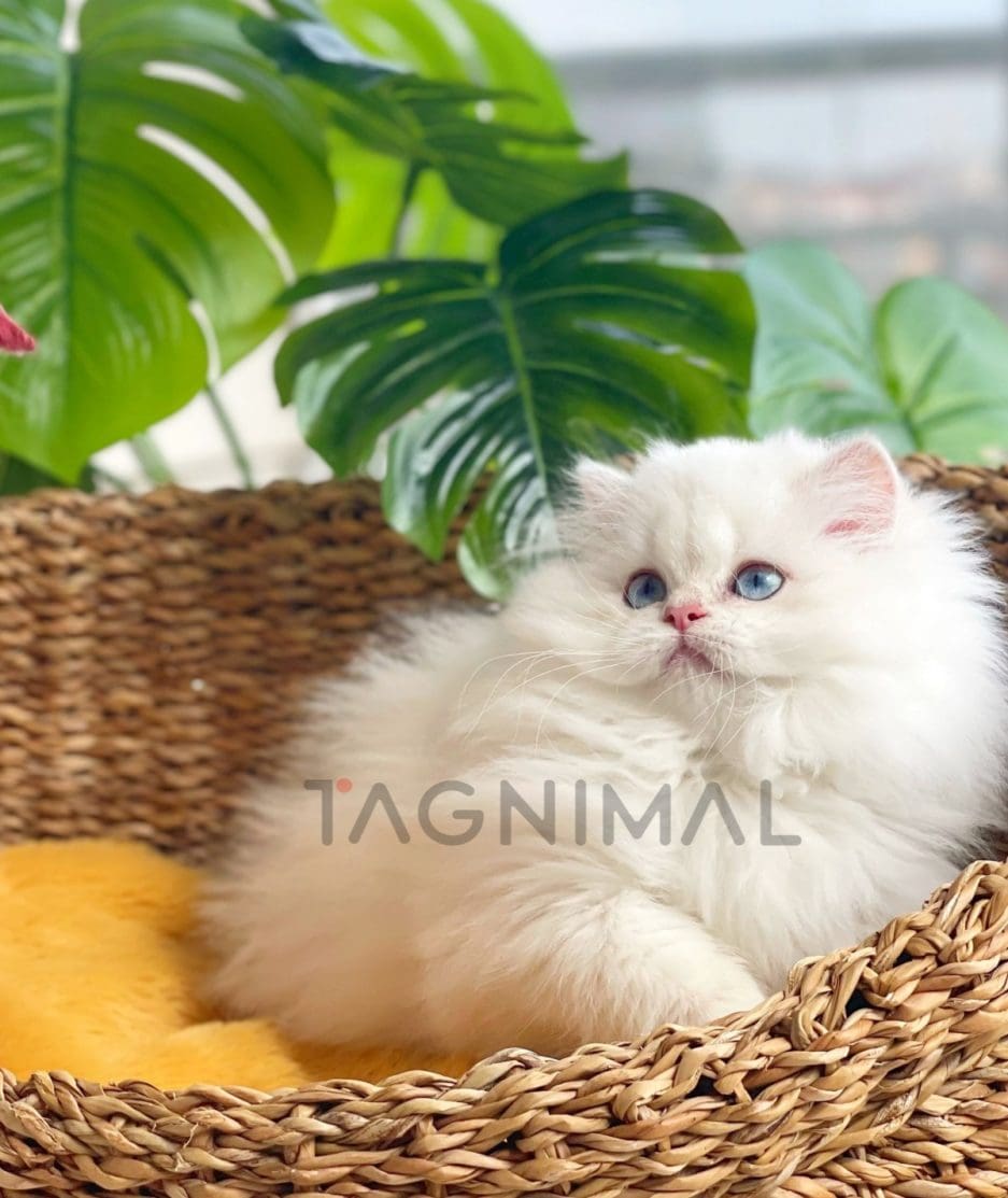 British longhair kitten for sale, cat for sale at Tagnimal