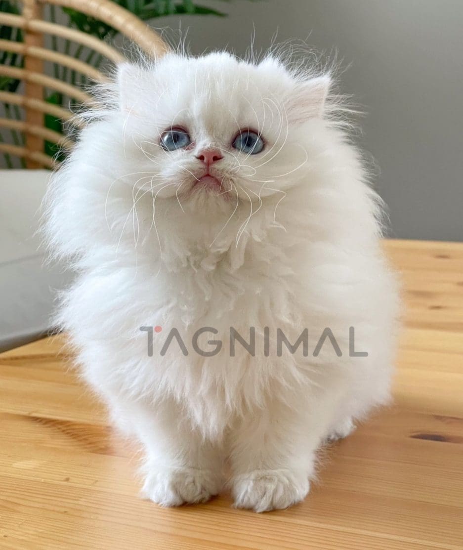 British longhair kitten for sale, cat for sale at Tagnimal