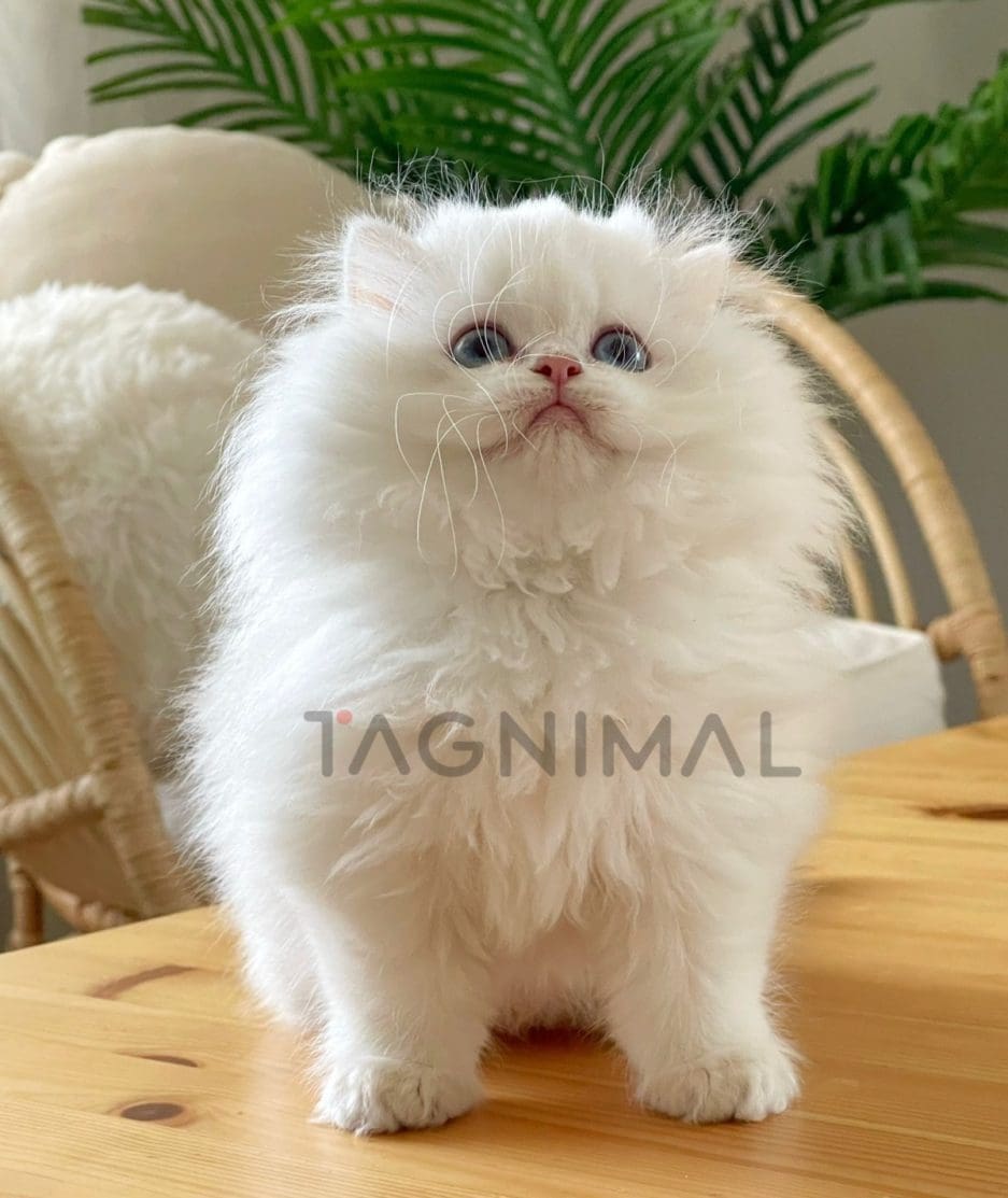 British longhair kitten for sale, cat for sale at Tagnimal