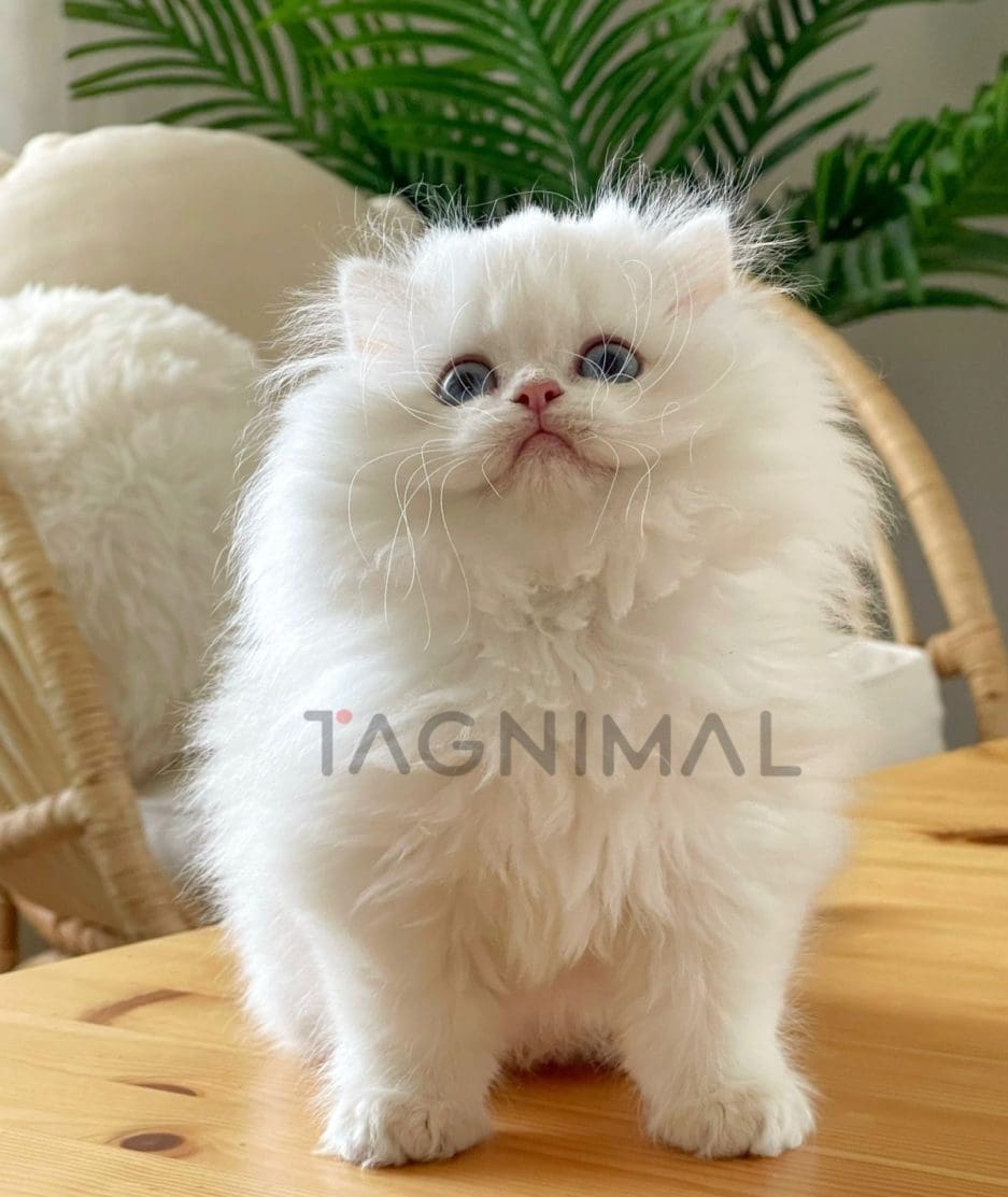 British longhair kitten for sale, cat for sale at Tagnimal