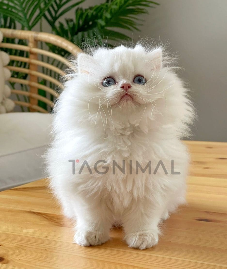 British longhair kitten for sale, cat for sale at Tagnimal