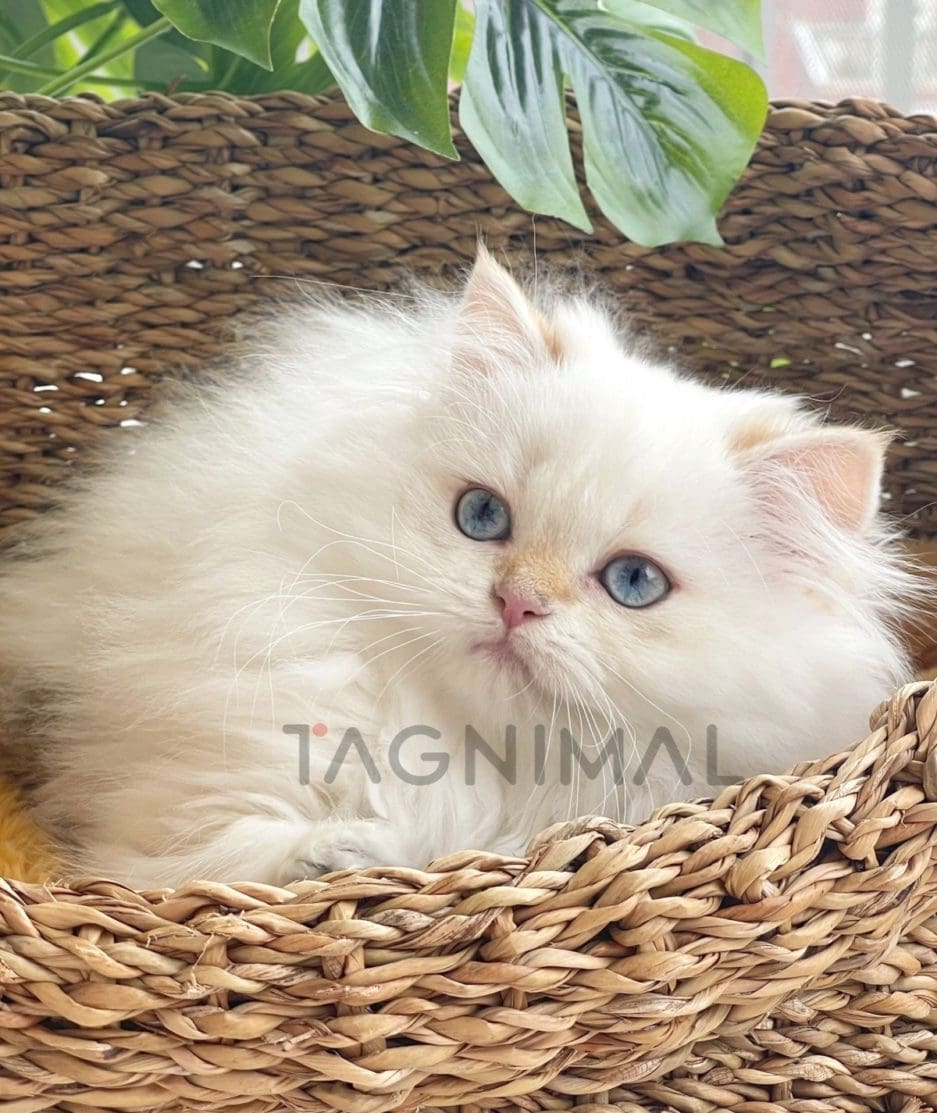 British longhair kitten for sale, cat for sale at Tagnimal