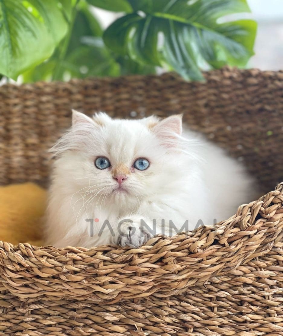 British shorthair kitten for sale, cat for sale at Tagnimal