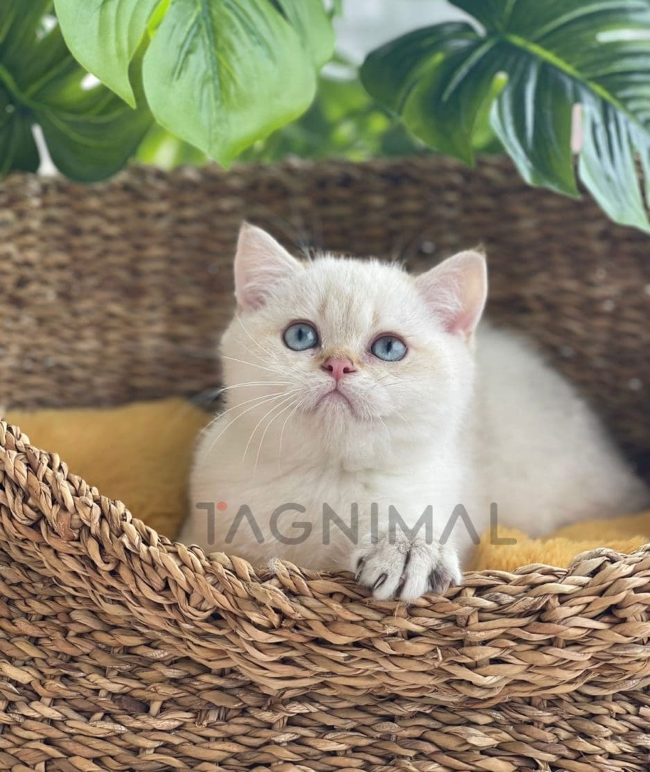 British shorthair kitten for sale, cat for sale at Tagnimal