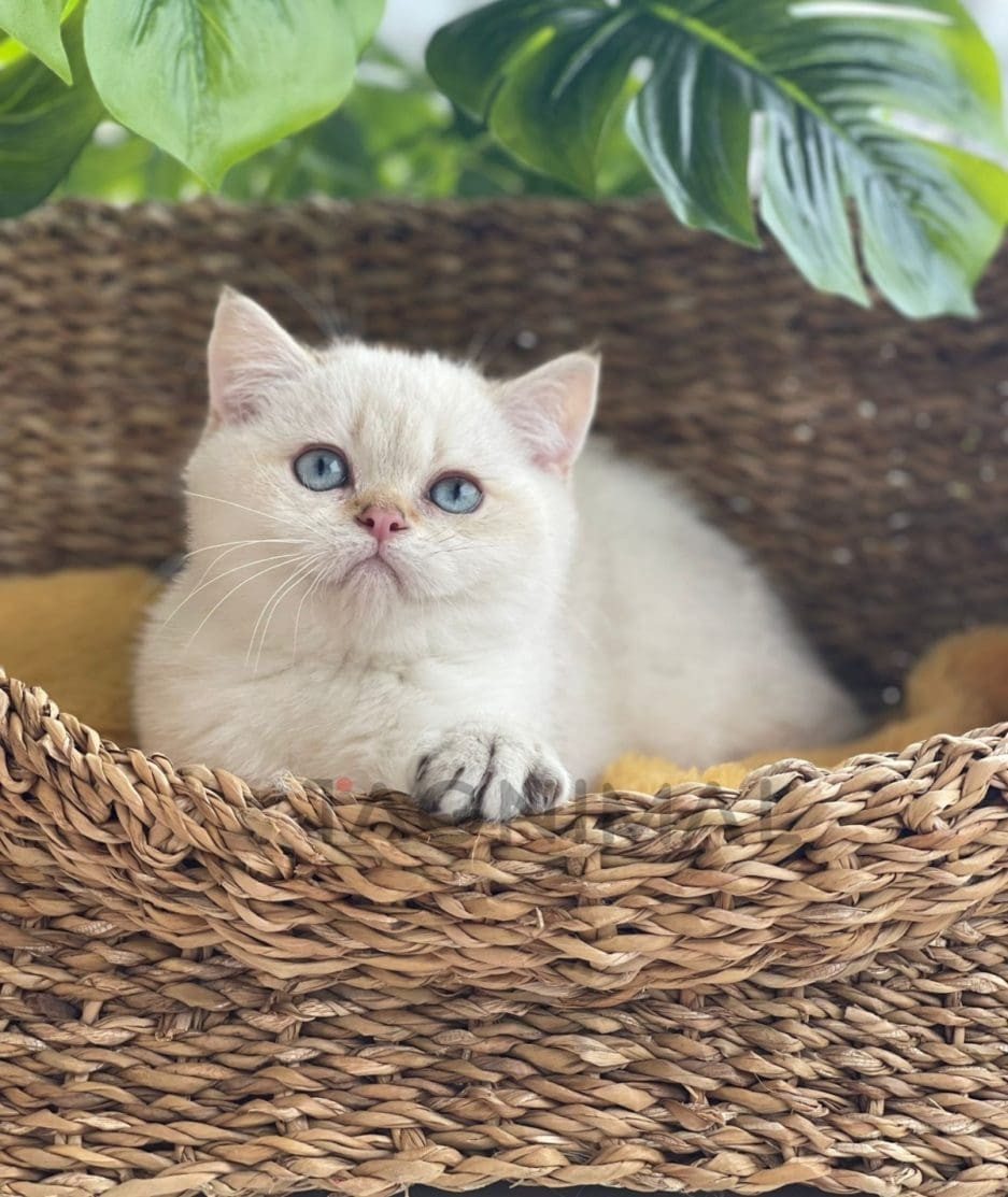 British shorthair kitten for sale, cat for sale at Tagnimal