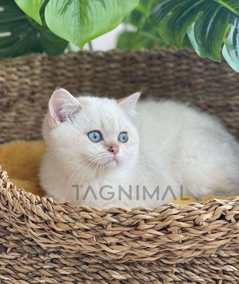 British shorthair kitten for sale, cat for sale at Tagnimal