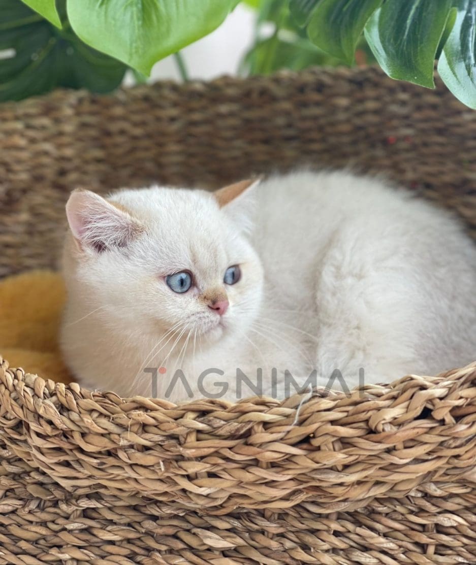 British shorthair kitten for sale, cat for sale at Tagnimal