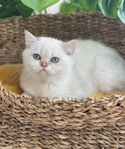 British longhair kitten for sale, cat for sale at Tagnimal