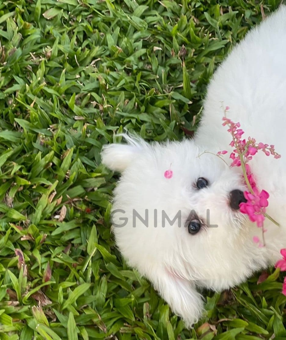 Bichon puppy for sale, dog for sale at Tagnimal