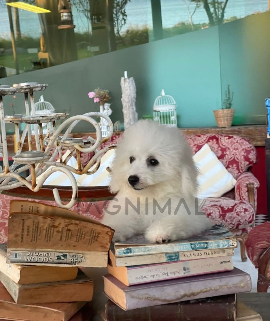 Bichon puppy for sale, dog for sale at Tagnimal