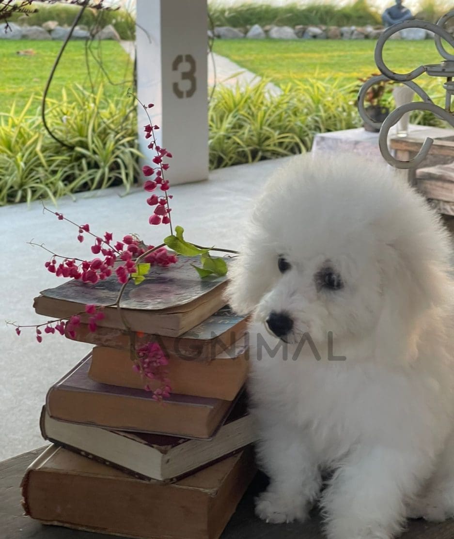 Bichon puppy for sale, dog for sale at Tagnimal