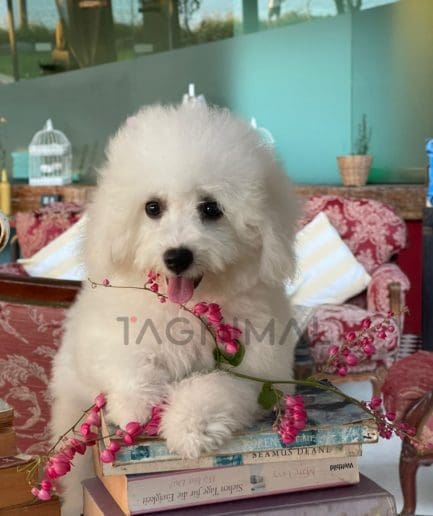 Bichon puppy for sale, dog for sale at Tagnimal