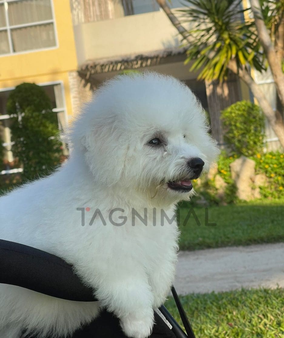 Bichon puppy for sale, dog for sale at Tagnimal