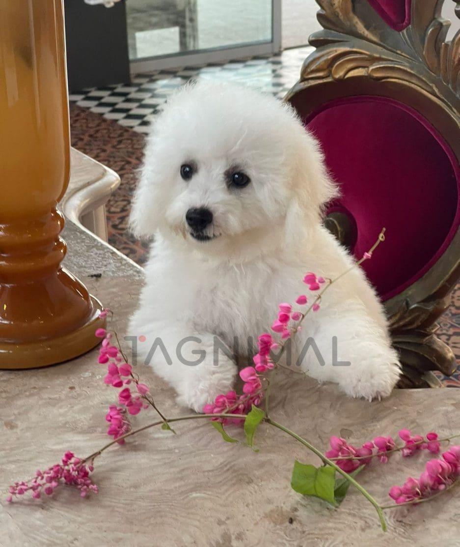 Bichon puppy for sale, dog for sale at Tagnimal