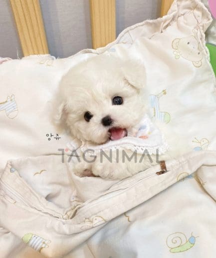 Bichon puppy for sale, dog for sale at Tagnimal