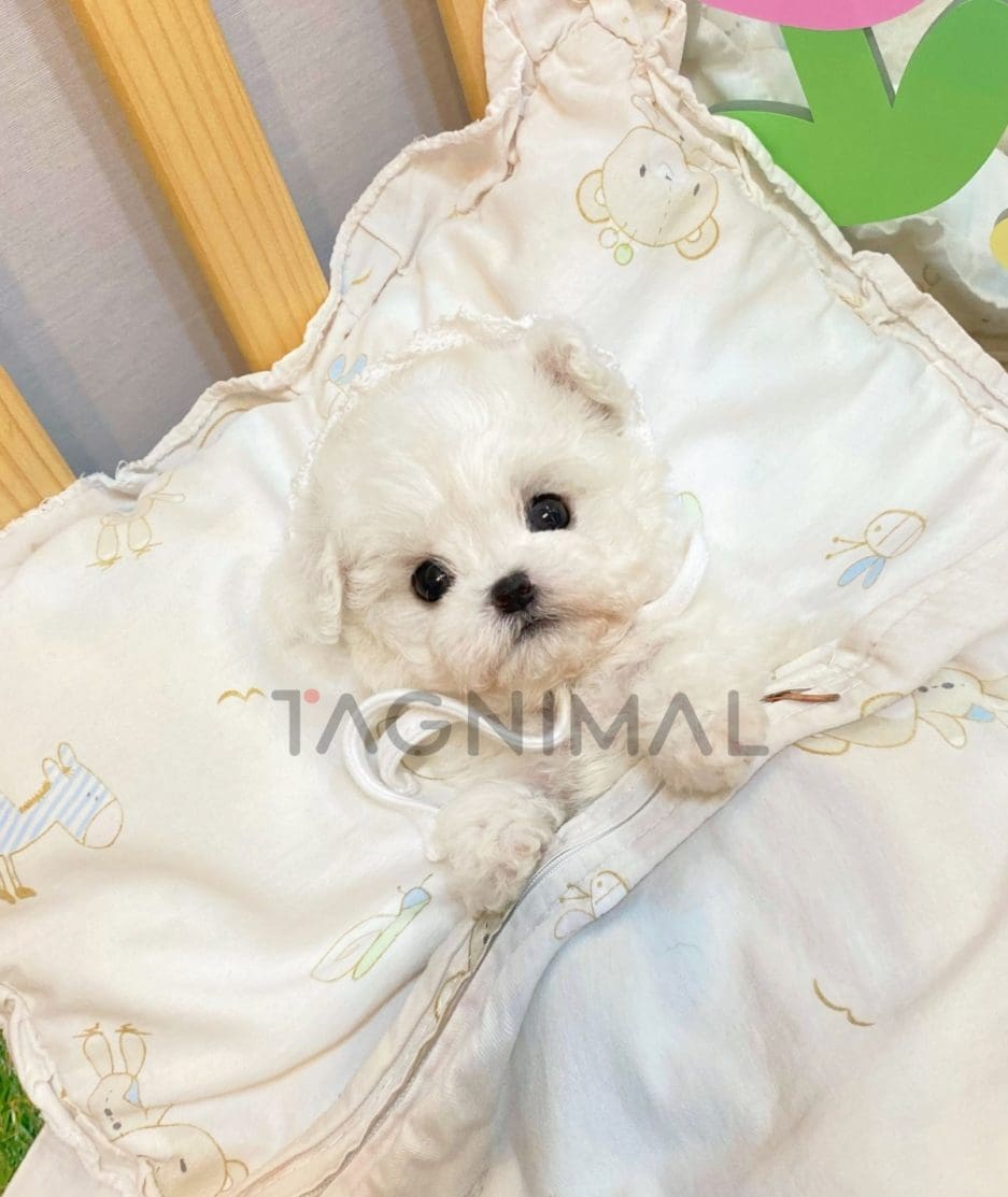 Bichon puppy for sale, dog for sale at Tagnimal