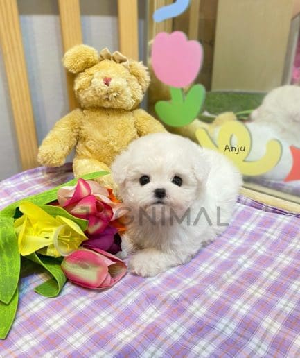 Bichon puppy for sale, dog for sale at Tagnimal