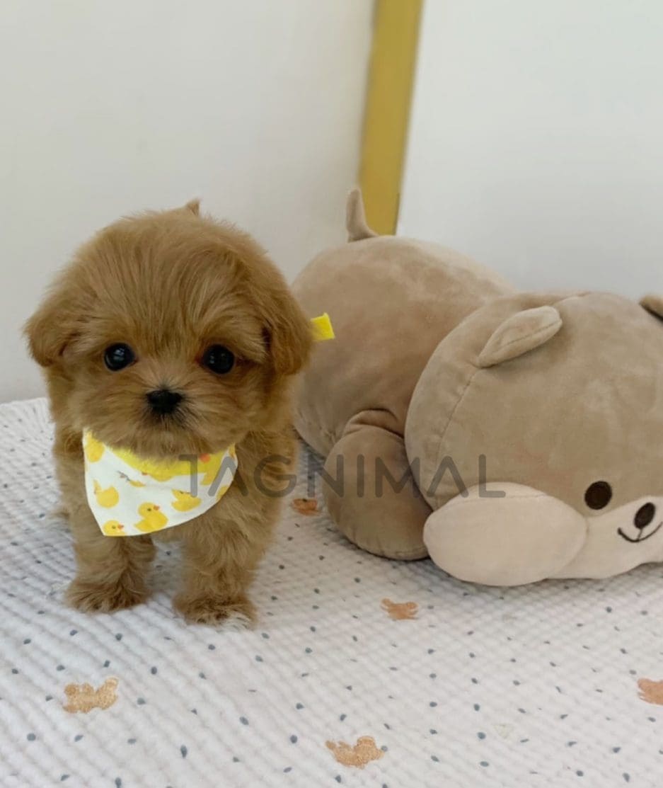 Maltipoo puppy for sale, dog for sale at Tagnimal