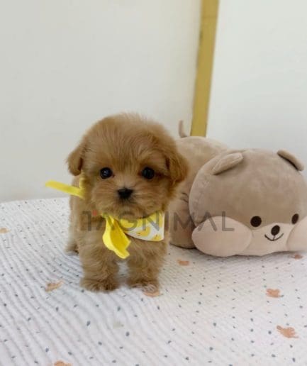 Maltipoo puppy for sale, dog for sale at Tagnimal