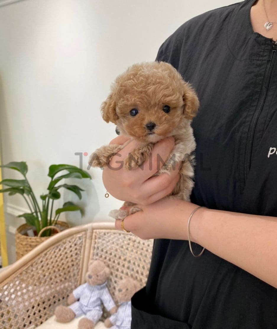 Maltipoo puppy for sale, dog for sale at Tagnimal