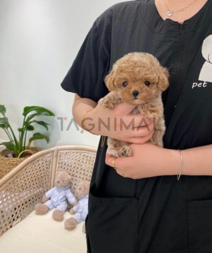 Maltipoo puppy for sale, dog for sale at Tagnimal