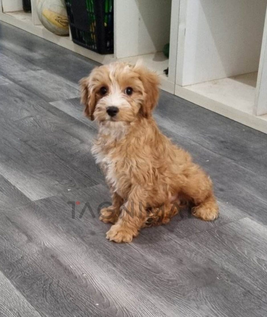 Cavapoo puppy for sale, dog for sale at Tagnimal