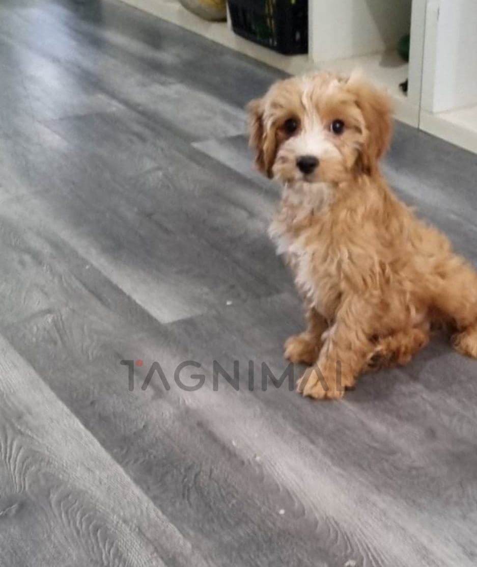 Cavapoo puppy for sale, dog for sale at Tagnimal