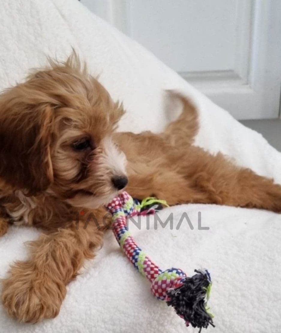 Cavapoo puppy for sale, dog for sale at Tagnimal