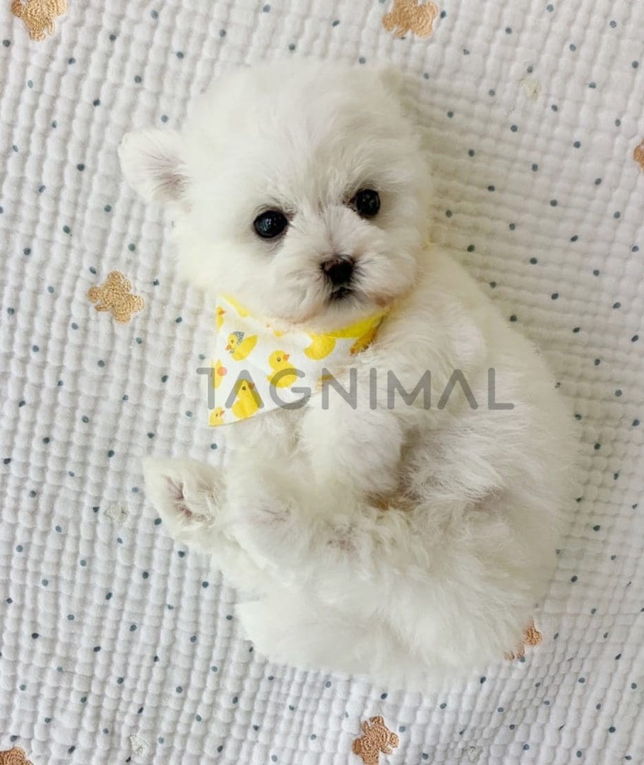 Bichon puppy for sale, dog for sale at Tagnimal