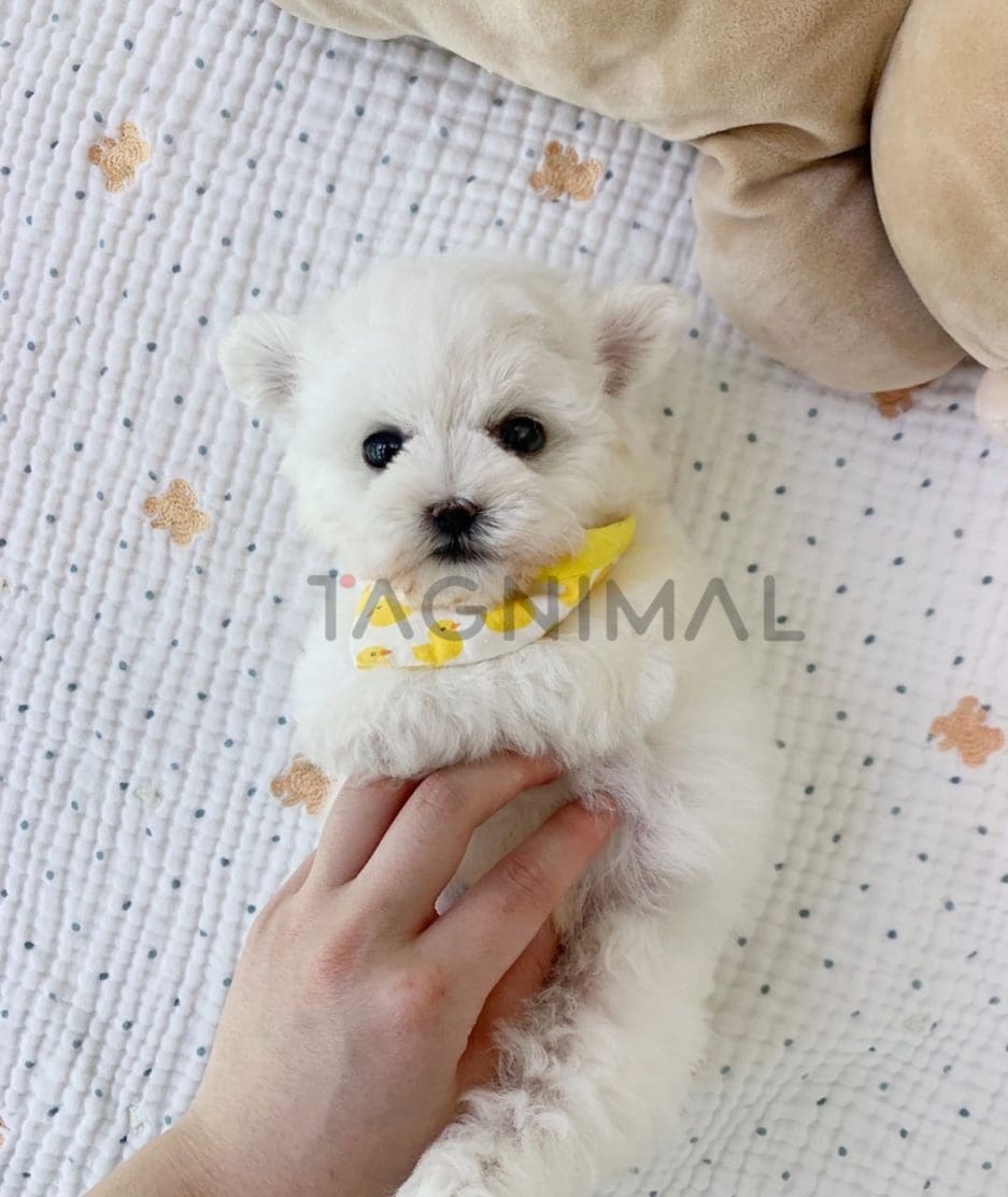 Bichon puppy for sale, dog for sale at Tagnimal