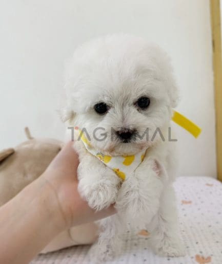 Bichon puppy for sale, dog for sale at Tagnimal