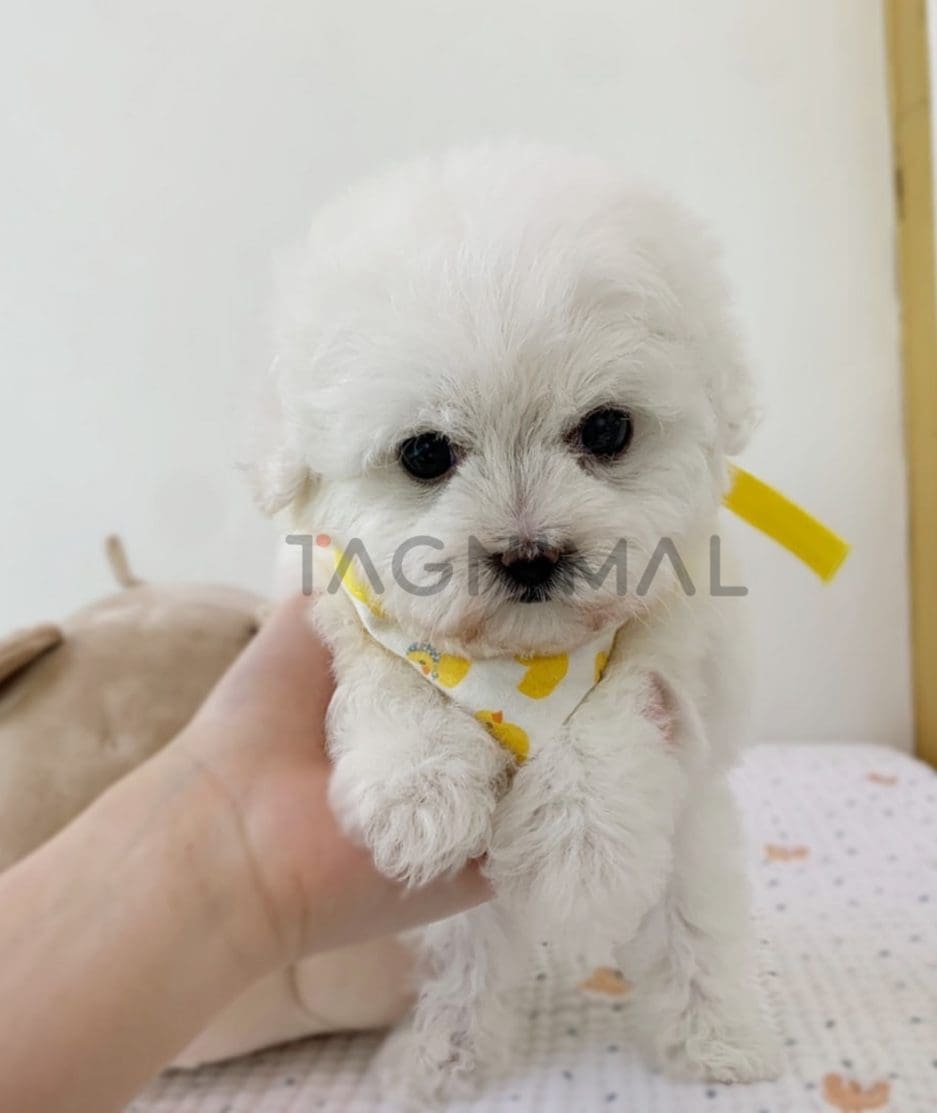 Bichon puppy for sale, dog for sale at Tagnimal