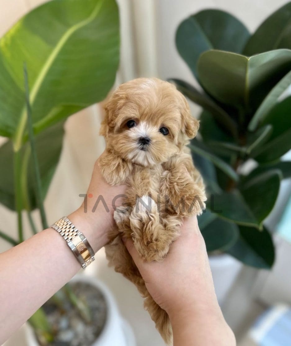 Maltipoo puppy for sale, dog for sale at Tagnimal