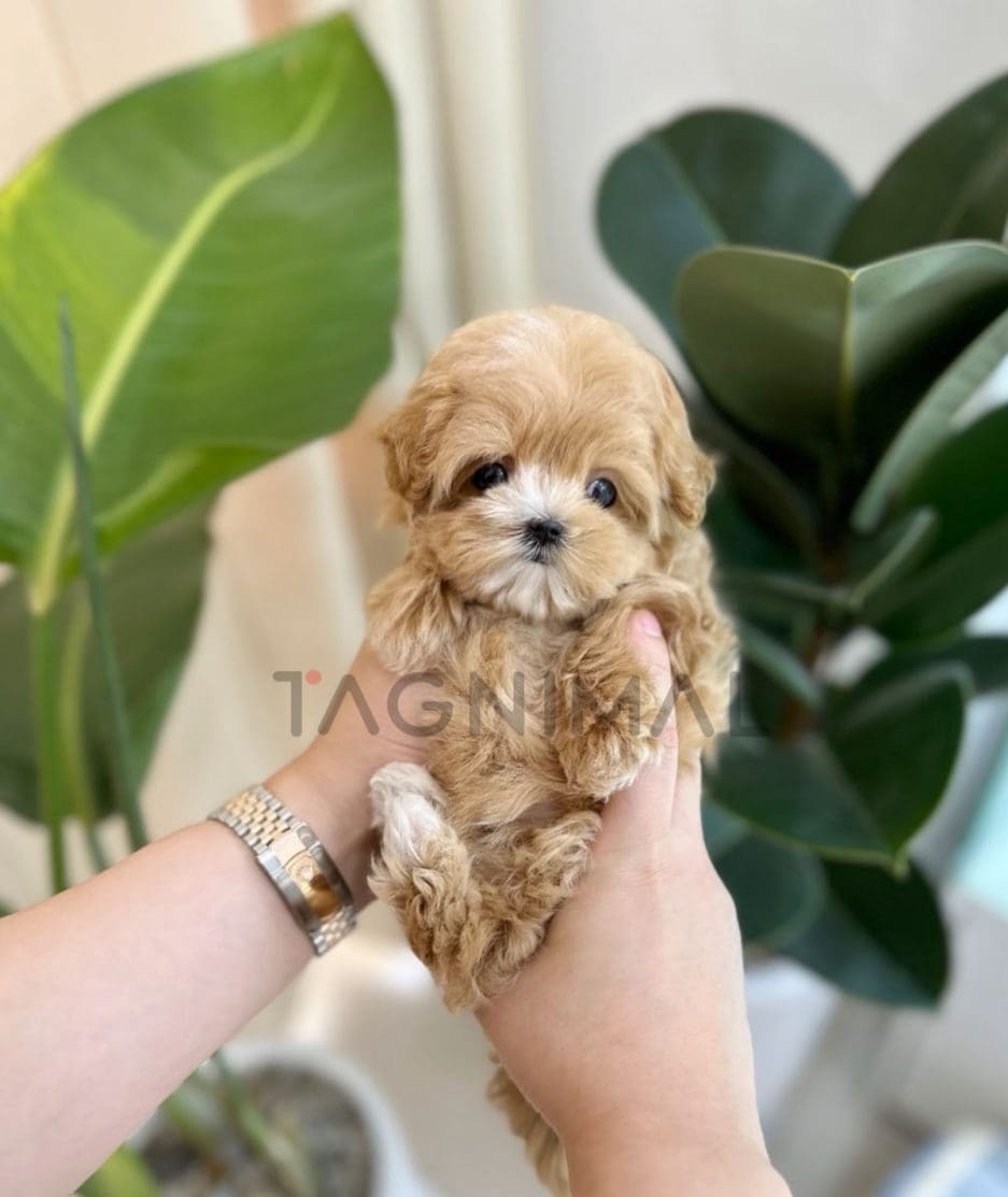 Maltipoo puppy for sale, dog for sale at Tagnimal