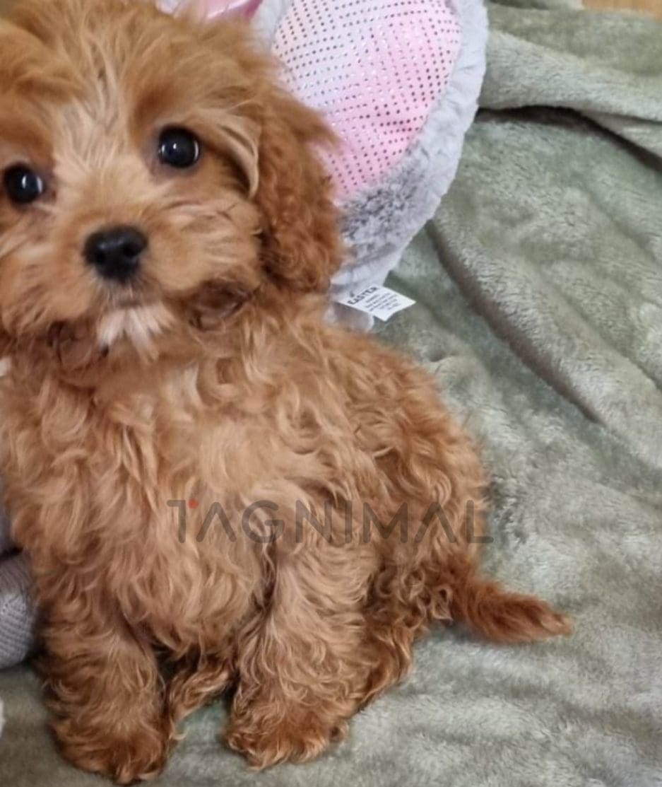 Cavapoo puppy for sale, dog for sale at Tagnimal