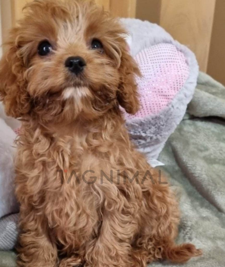 Cavapoo puppy for sale, dog for sale at Tagnimal