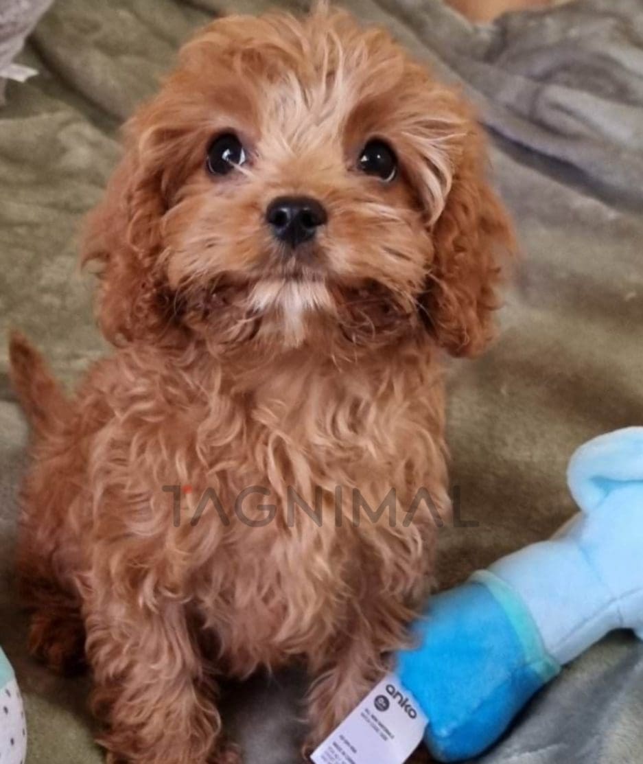 Cavapoo puppy for sale, dog for sale at Tagnimal