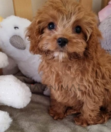 Cavapoo puppy for sale, dog for sale at Tagnimal