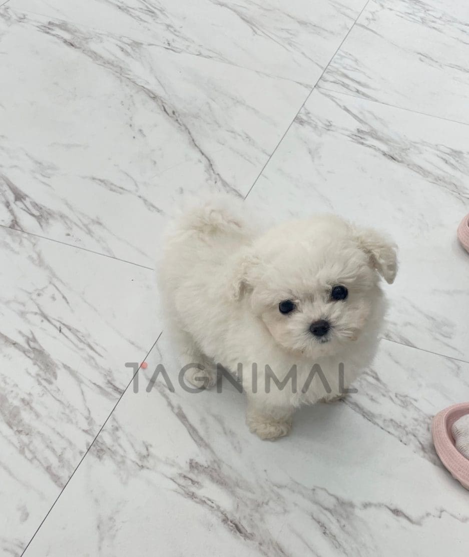 Bichon puppy for sale, dog for sale at Tagnimal