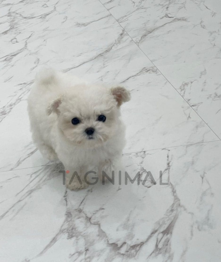 Bichon puppy for sale, dog for sale at Tagnimal