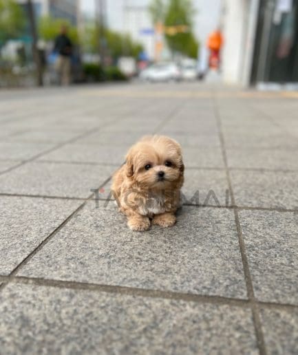 Maltipoo puppy for sale, dog for sale at Tagnimal