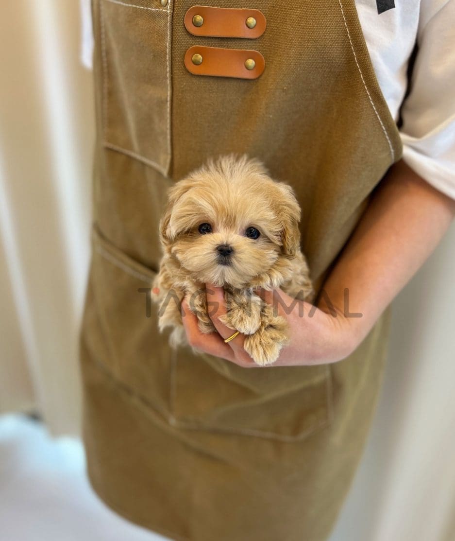 Maltipoo puppy for sale, dog for sale at Tagnimal