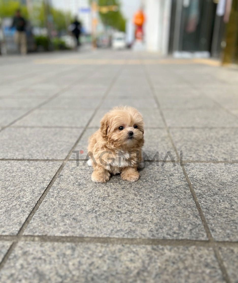 Maltipoo puppy for sale, dog for sale at Tagnimal