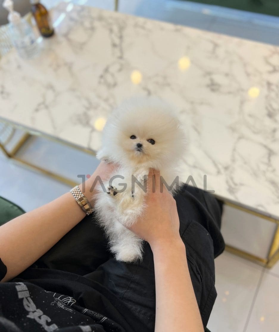 Pomeranian puppy for sale, dog for sale at Tagnimal